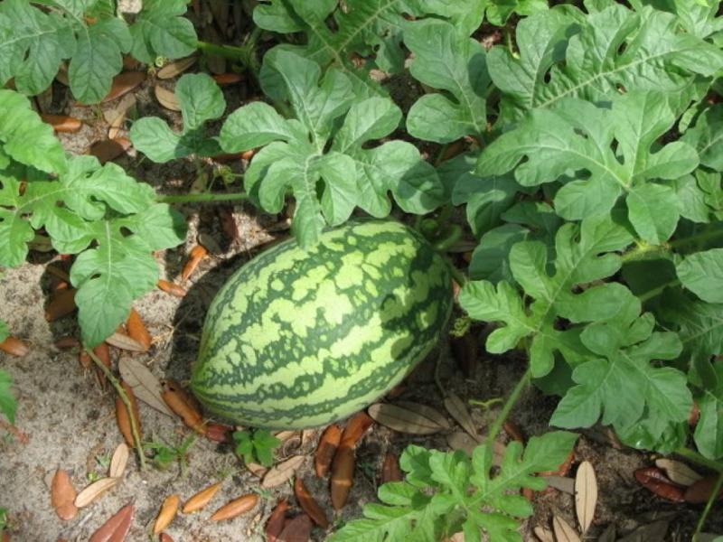 Florida Giant Watermelon 10 seeds